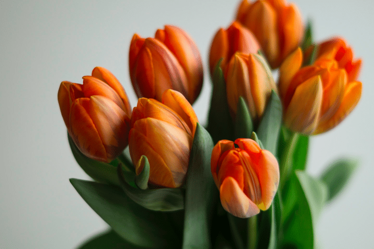 orange-tulipan-forår-påske